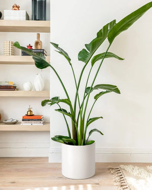 12" Ceramic Plant Pot, Large Indoor Outdoor Planter for Plants, Mid-Century Modern White Flower Pot with Drainage Hole and Plug (Plant Not Included)